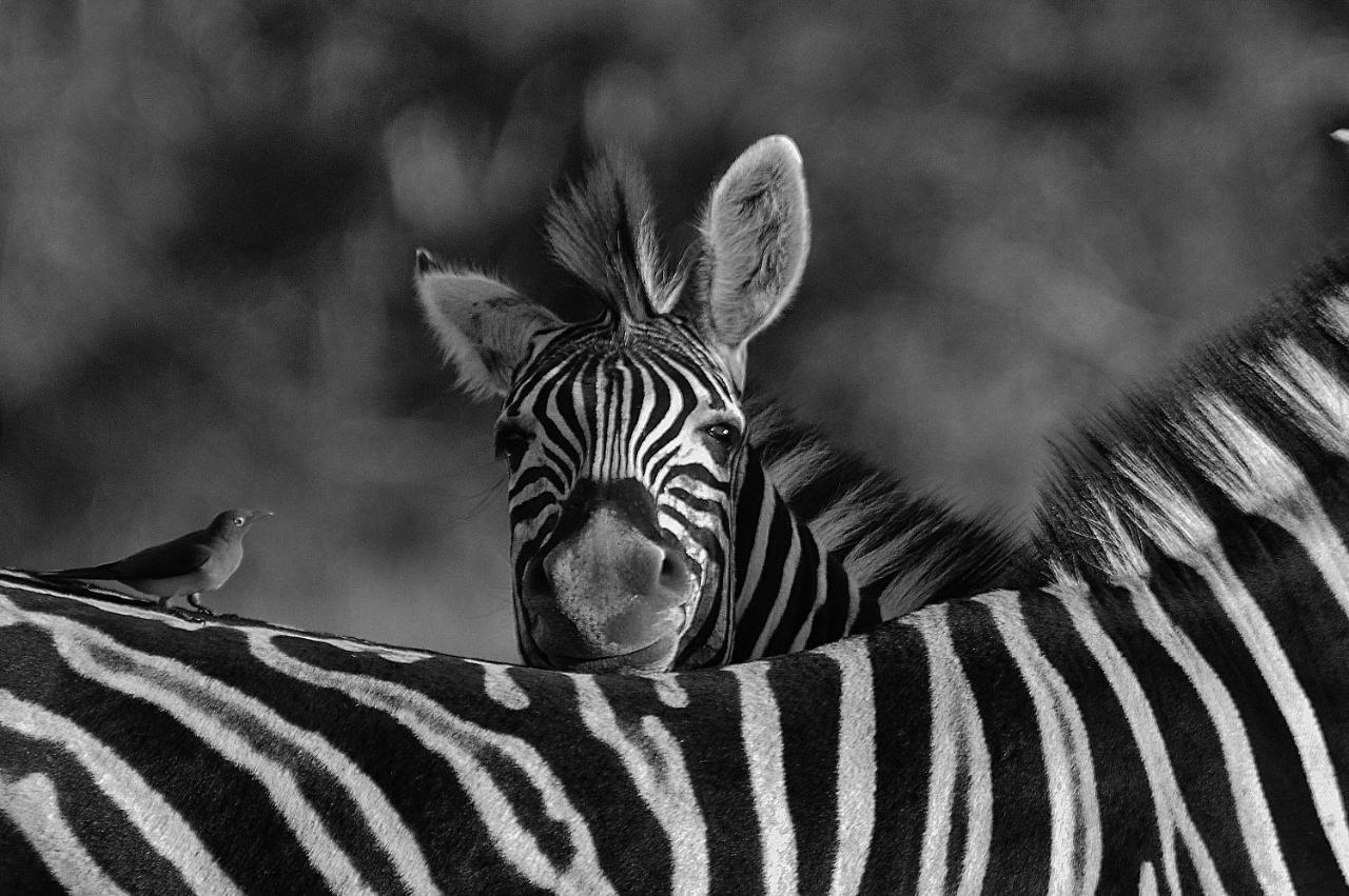 Matimba Bush Lodge Phalaborwa Exteriér fotografie
